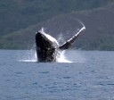 baleine prés de la côte haapiti