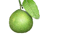 fruit pamplemousse